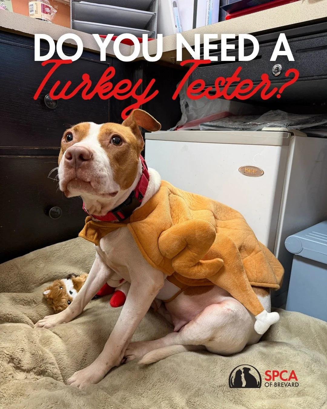 Do you have an extra seat at your Thanksgiving table? Our dogs would make excellent guests! 

We're looking for short-term foster families to open their hearts and homes to our Turkey Testers (adoptable dogs) for Thanksgiving weekend. This is a great