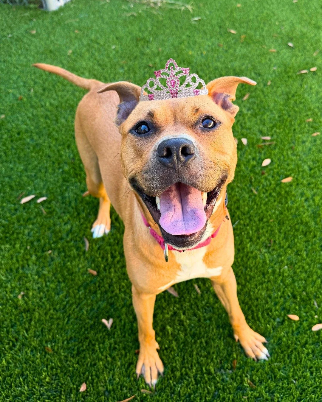 Happy National Princess Day to the shelter princess, Chloe! It&rsquo;s only fitting that the pup who has an entire month named after her (Chlovember!) gets the royal spotlight today! 👑

Chloe may prefer to be your one and only pet (every princess de