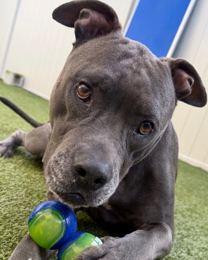 Last week Charlie got to go to an after school program where he enjoyed spending time with kids while they read to him, walked him around, and snuck in some cuddles. He was a true gentleman and loved every second of it! 

Charlie is:
✔️ Great with ki