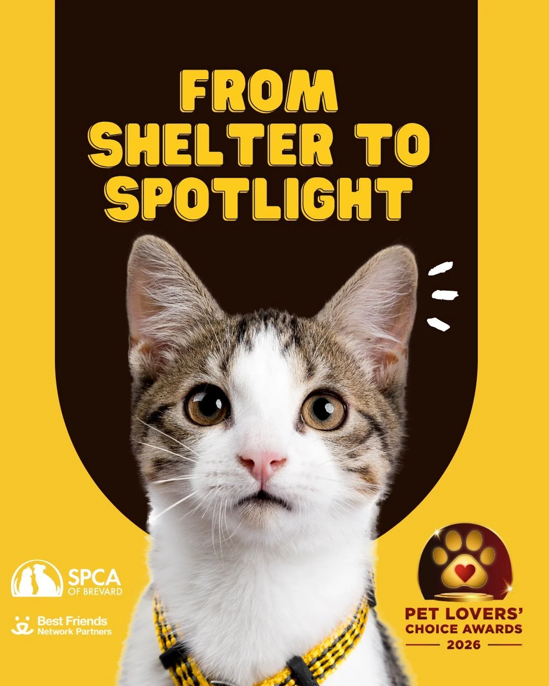 YOUR PET'S PATH TO STARDOM STARTS HERE! 🌟

Hey SPCA of Brevard adopters! Does your pet have what it takes to be a star? (we know they do!) The SPCA of Brevard is participating in the first-ever fan-voted national awards show for pets, Pet Lovers Cho