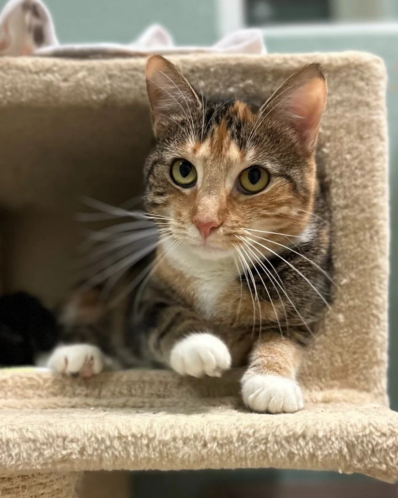 It's National Absurdity Day and it's an absurdity that a pretty girl like Ambrosia hasn't been adopted! 🤯

At just 1.5 years old, this gal loves making friends with other cats and is the certified social butterfly of the Cat Room 4. She can be a bit