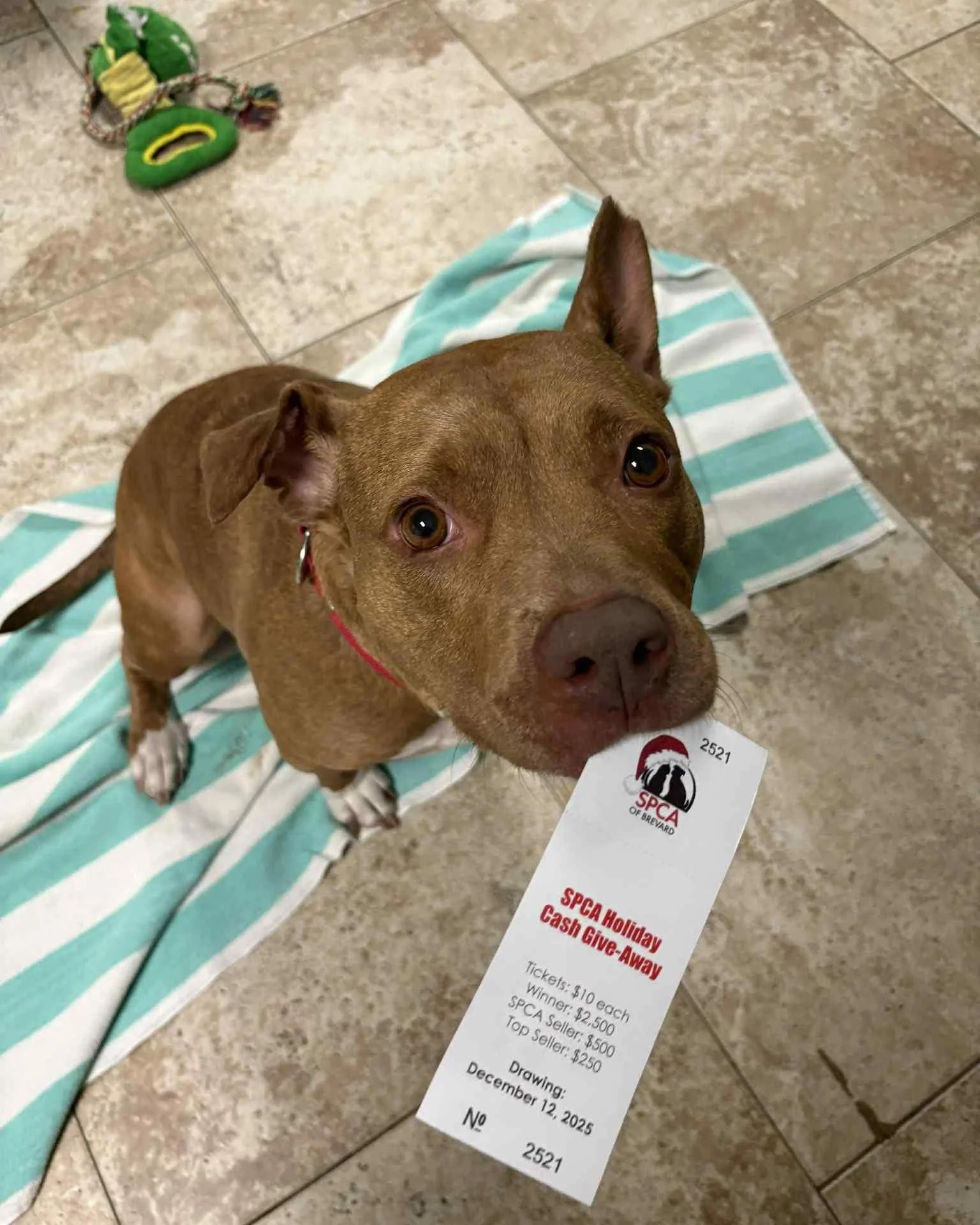 With the holidays upon us, there are so many ways you can support the SPCA including our annual Holiday Cash Giveaway. This fun and festive tradition has helped us raise thousands of dollars for the animals in our care while also giving back to YOU, 