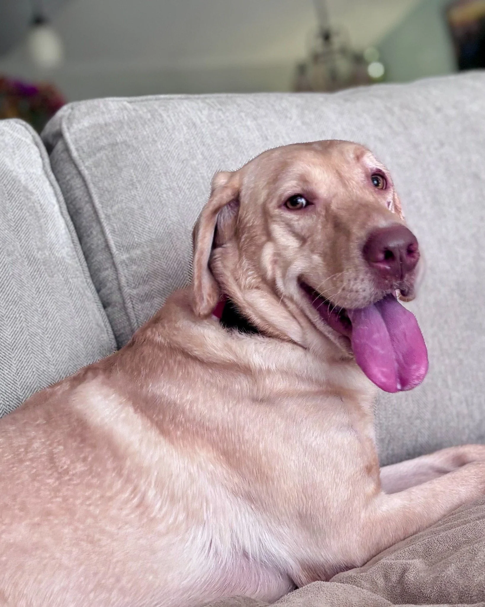 COURTESY POST: This dog is not in the care of the SPCA but is in need of being re-homed. Please reach out to the caretaker directly for more information.

Meet Ruger! This handsome boy is 5 years old, neutered, and up to date on vaccines. Ruger was p