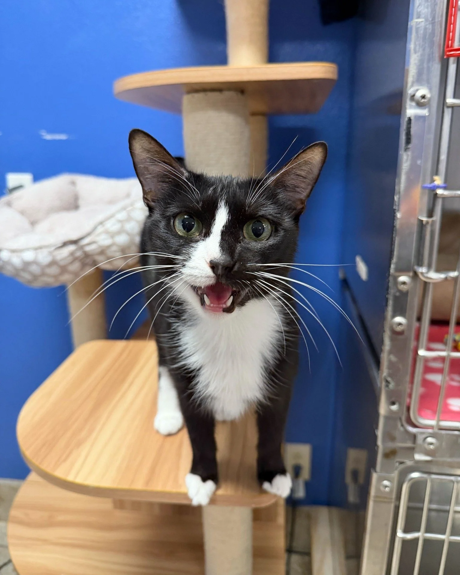 If you listen closely, you can hear Daisy say, &ldquo;Come to the adoption center and adopt me today!&rdquo; 💗🐾

Daisy is a 1-year-old girl who&rsquo;s friendly with everyone she meets and does wonderfully coexisting with other cats. She&rsquo;ll s