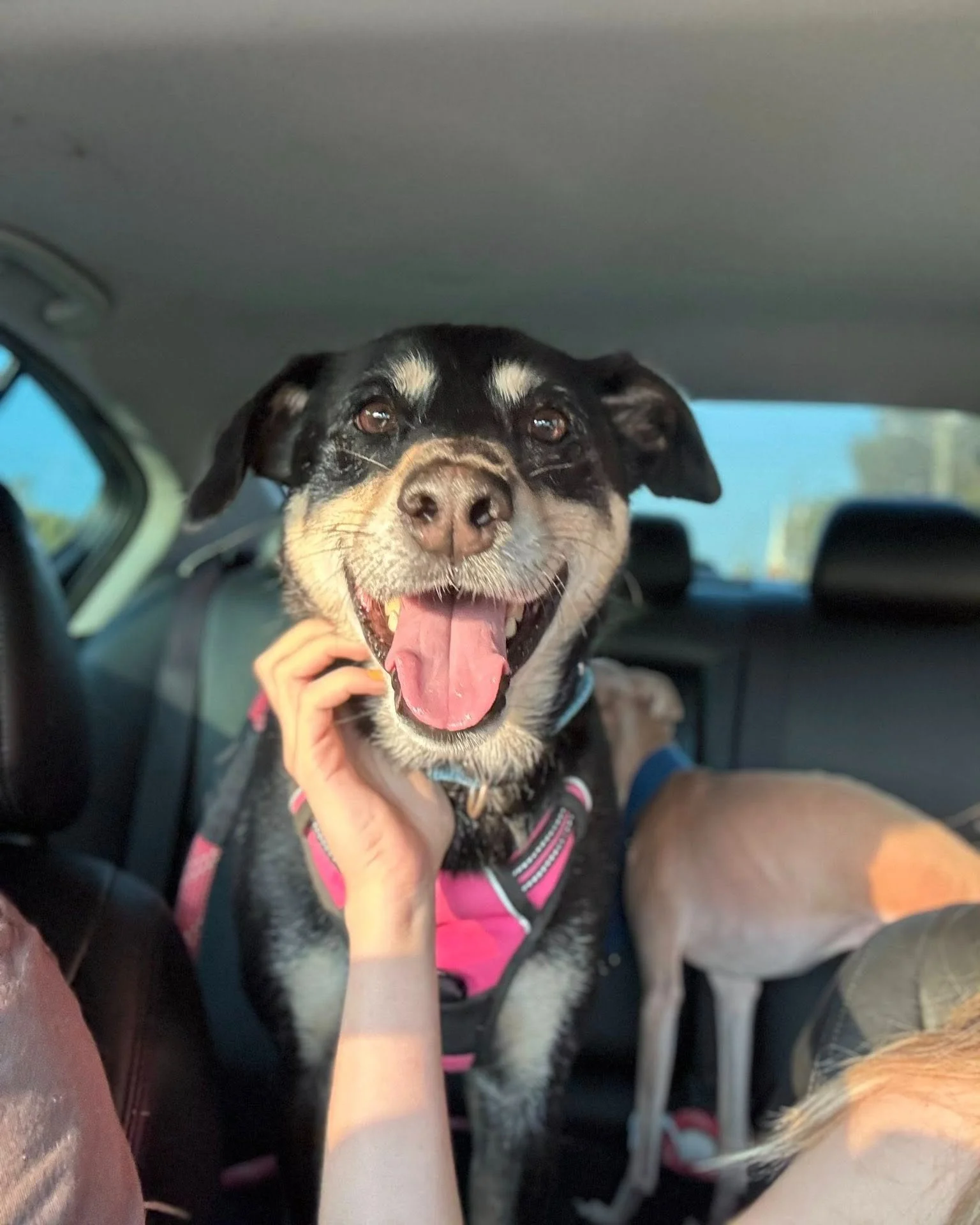 A huge THANK YOU to everyone who helped with our Turkey Testers foster program! This Thanksgiving, 15 dogs spent the holiday weekend in foster homes instead of the shelter. ❤🦃

But the festive fun isn&rsquo;t over! Our Home for the Pawlidays foster 