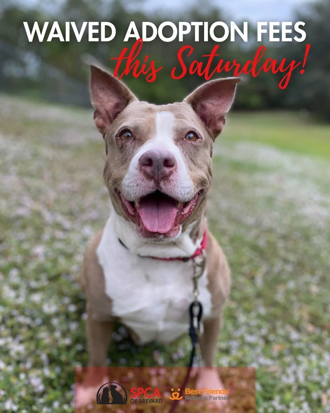 🎉 SURPRISE! 🎉

We&rsquo;ve got some very merry news to share&hellip;This Saturday only, at our The More The Merrier Holiday Festival, ALL adult pet adoption fees are waived! 

We&rsquo;re proudly participating in the @bestfriendsanimalsociety Bring