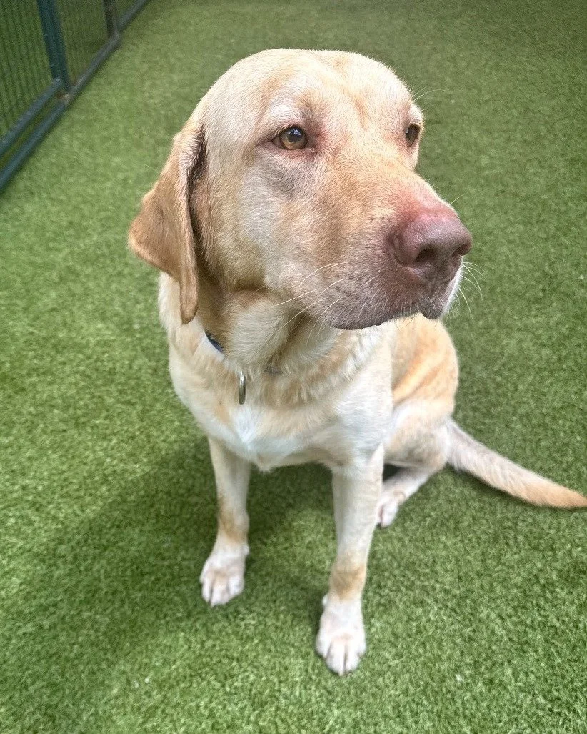 📝From the Desk of the Shelter Manager 📝

It&rsquo;s been a while since I&rsquo;ve done one of these posts, but I&rsquo;ve got a very special boy to introduce: Ruger. Every time I&rsquo;ve shared a plea, you all have rallied and helped those pets fi