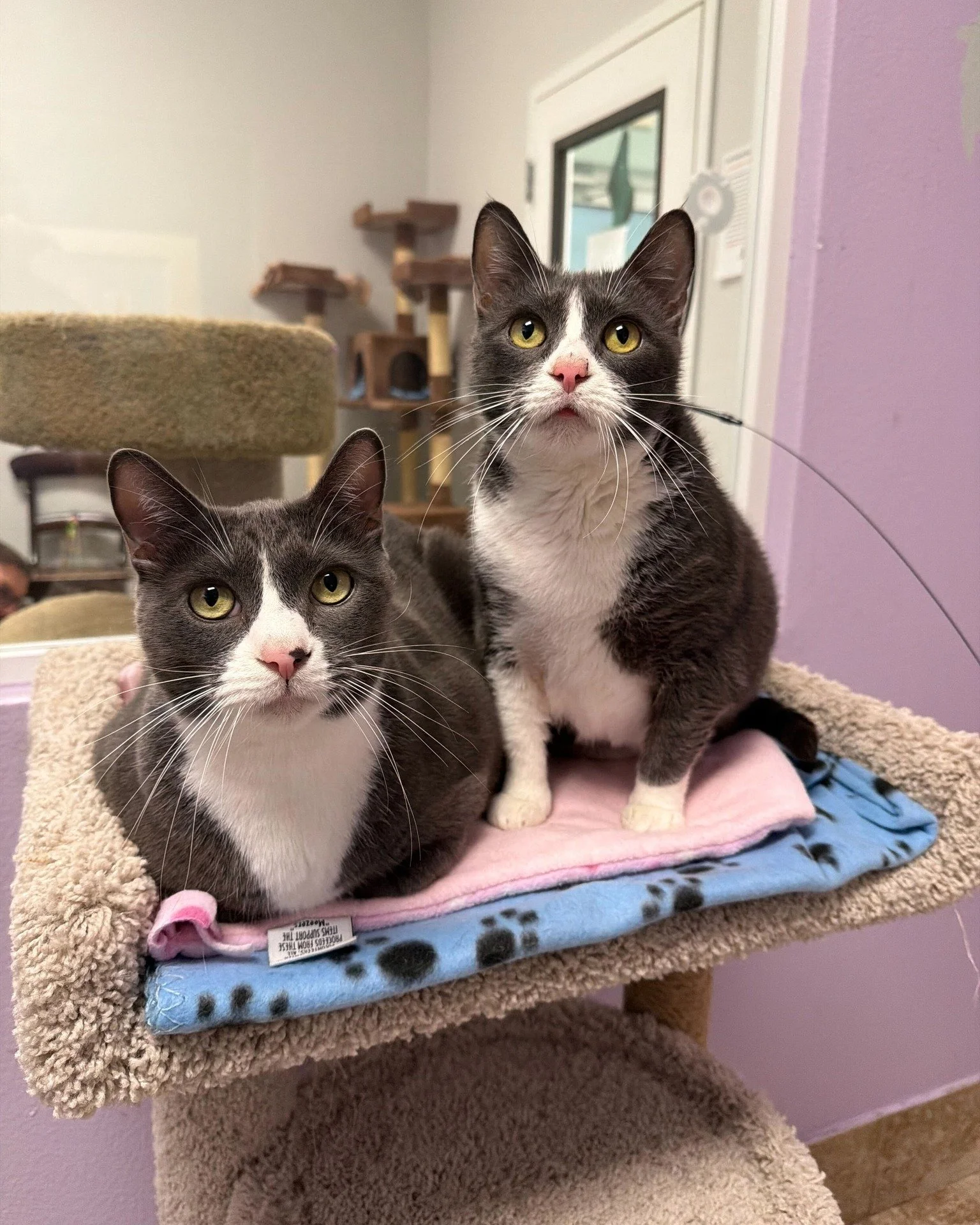 Meet the duo you didn't know you needed to adopt! 😻

George (male) and Uno (female) are a bonded pair of 6-year-old sweethearts looking for a home together! These two are affectionate, friendly, and always ready to share a snuggle or a snack. They g