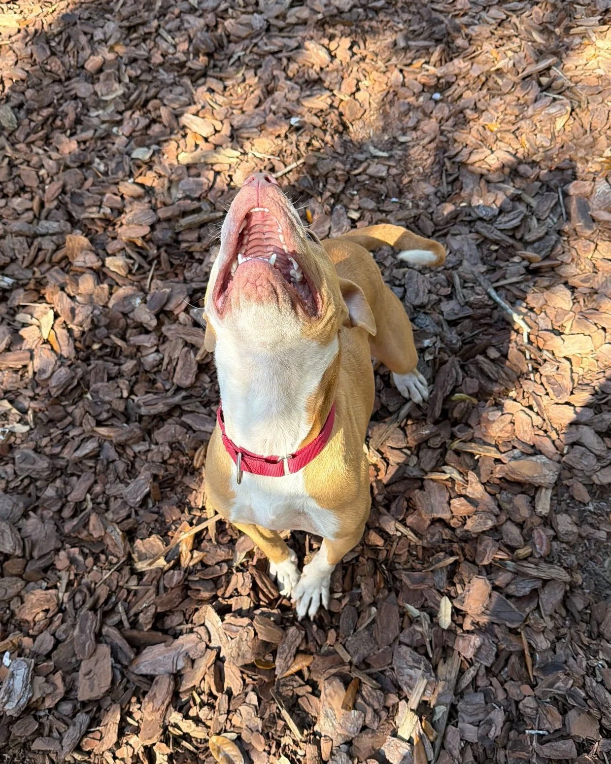 Dawn was so excited to hear we'll be having a cookie decorating station at our The More The Merrier Holiday Festival so she can keep celebrating National Cookie Day! 

You aren't going to want to miss:

🐾 Facility Tours
🎅 $10 Photos with Santa (for