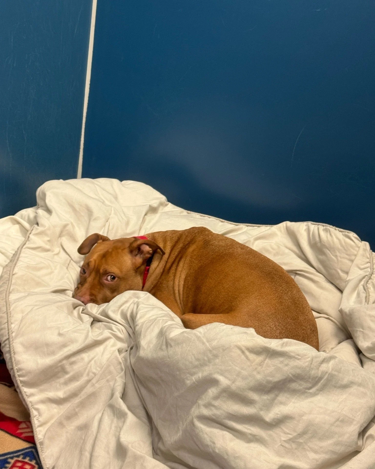 With the cooler weather on the way, Sunkist is getting extra cozy in his kennel&hellip; but he&rsquo;d much rather be snuggled up in a warm, loving home of his own. 🧡✨

Sunkist is a 4-year-old guy who starts out a little shy, but once he warms up, h