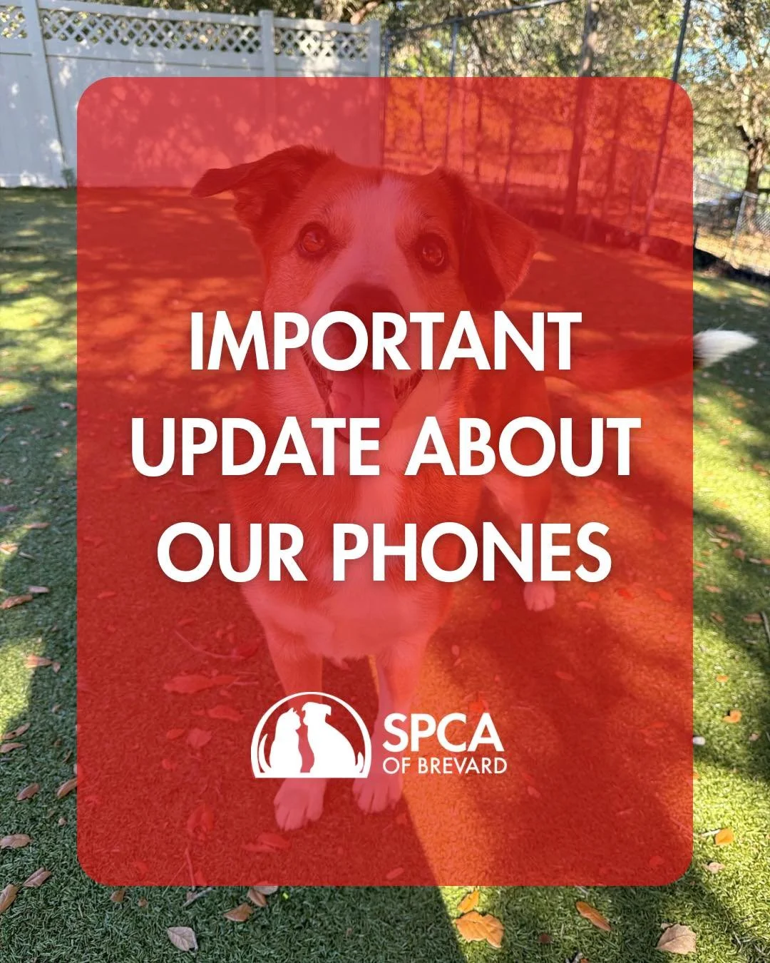 📢 Phone Line Outage Notice

We&rsquo;re currently experiencing intermittent phone outages at our adoption center, which may prevent calls from getting through. A technician is scheduled to come out and resolve the issue.

If you are unable to reach 