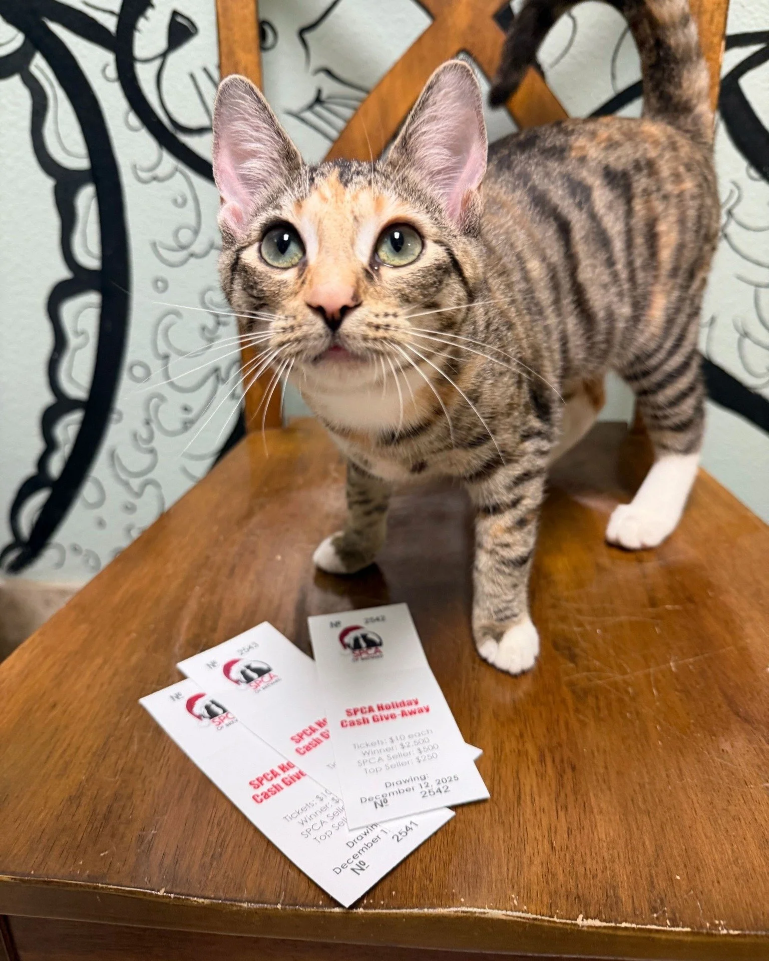We are in the final week of being able to purchase your Holiday Cash Giveaway tickets! Make sure you get yours before Friday! 💵

This fun and festive tradition has helped us raise thousands of dollars for the animals in our care while also giving ba