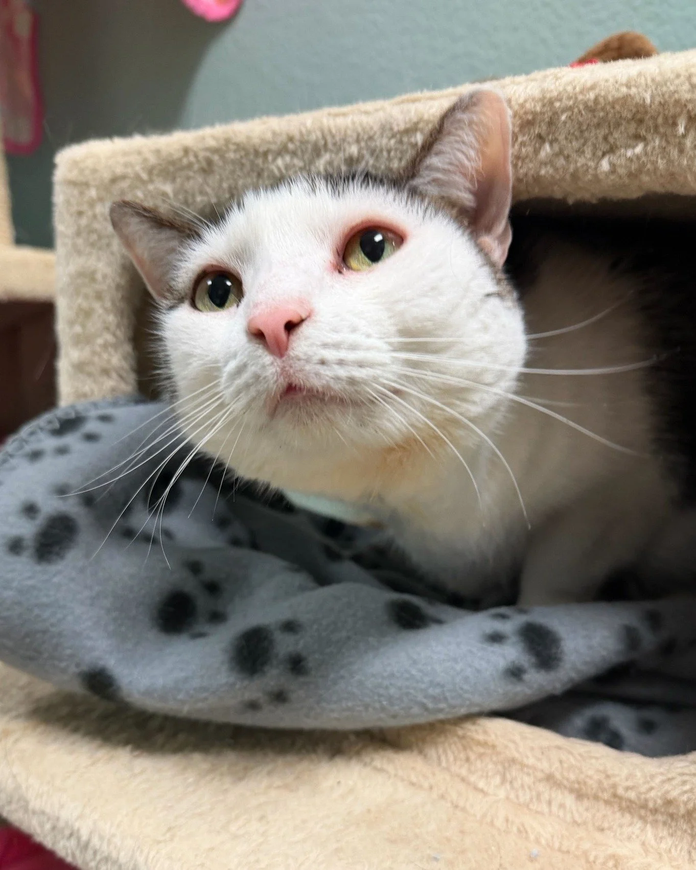 Willow is peeking out from the cat tree to see how your Tuesday is going so far and to remind you she&rsquo;s ready to be adopted! 🐱❤

At 9 years old, this sweet girl is friendly with everyone she meets, gets along wonderfully with other cats, and c