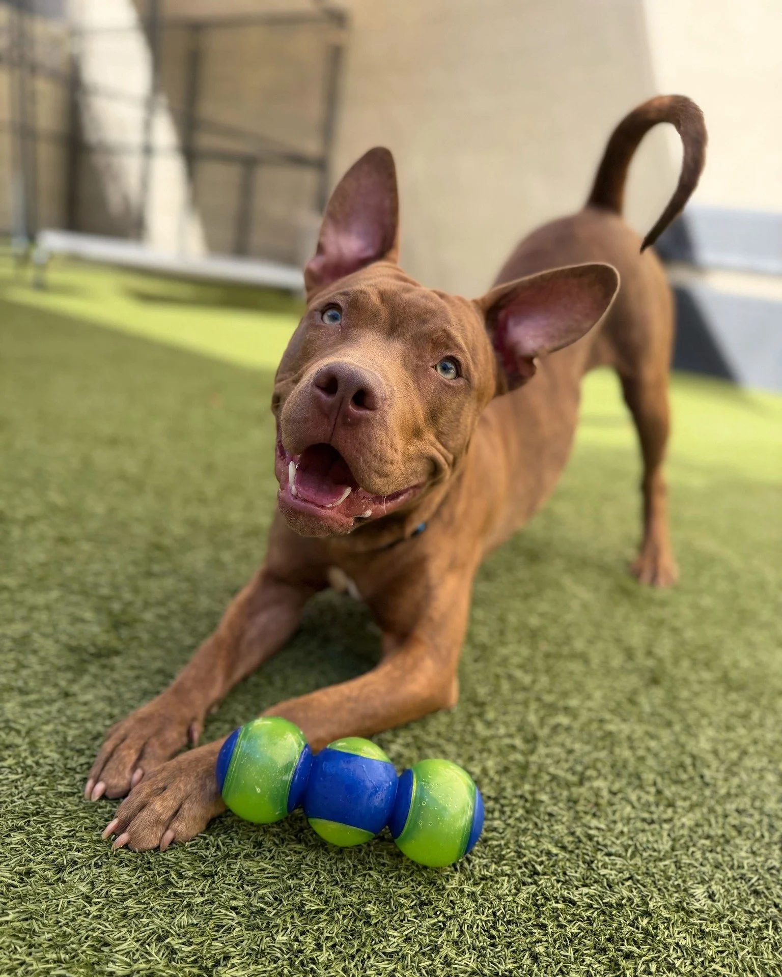 If you&rsquo;re ready to raise a little Ruckus&hellip; we&rsquo;ve got just the guy for you! 🕺

Meet Ruckus, an 8-month-old adventure buddy in the making! This playful pup has energy for days and would fit perfectly into an active household that lov