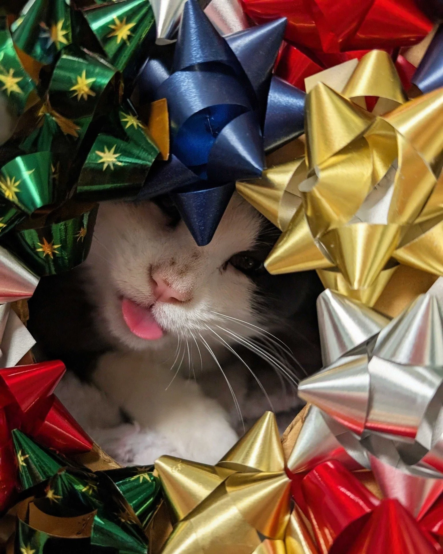 Our cats have officially declared themselves holiday-ready and proving that the best gift of all might just purr. 🤔😻

If you&rsquo;ve been thinking about adding a furry friend to your family, now is the purr-fect time! Adult cat adoption fees are h