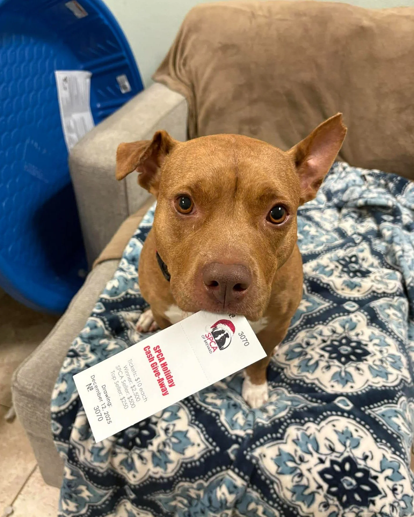 Rosalynn is getting really good at holding Holiday Cash Giveaway tickets... could she be holding your winning ticket? Today is your last full day to enter! 👀

Our Holiday Cash Giveaway is a fun and festive tradition has helped us raise thousands of 