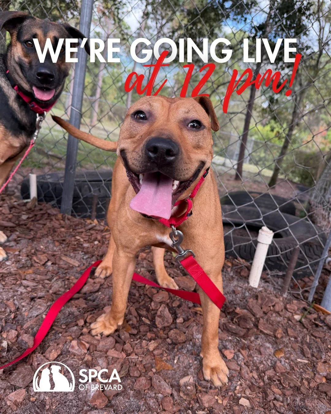 We're going LIVE on our adoption center Facebook page at 12PM to draw the winner of our Holiday Cash Giveaway! We can't wait to see who the big winner will be. ❤