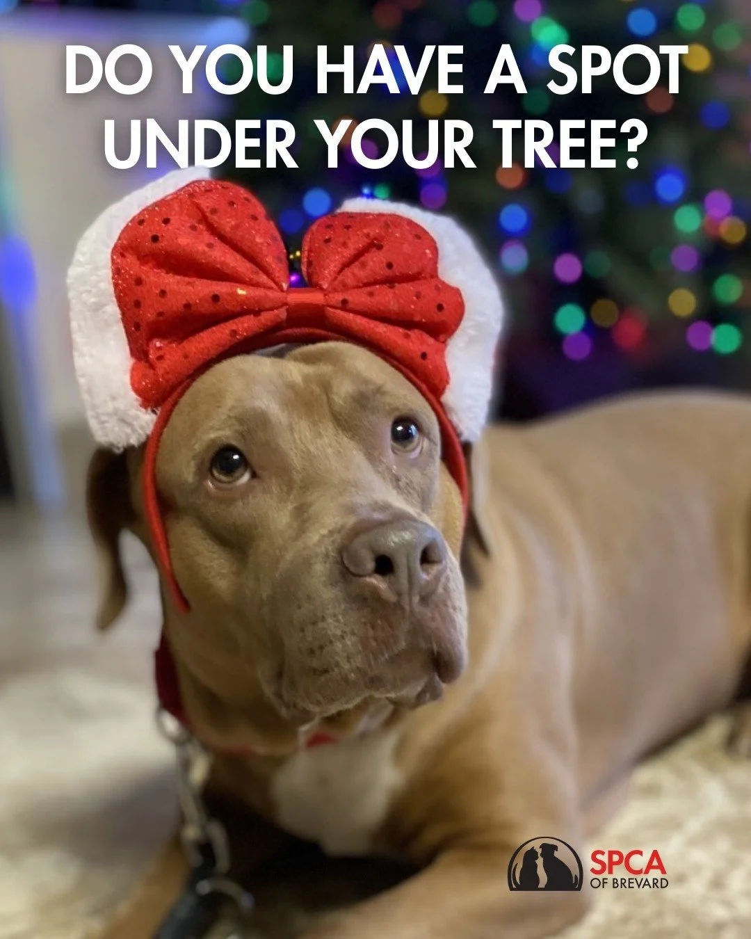 Our Home for the Pawlidays foster program starts in 1 WEEK! We had great success with our Turkey Testers program, we're hoping to do it again. 

🎅 Pick-Up 🎅
- December 19th-December 31st (excluding Sundays and Christmas Day)
- 1PM-4PM

🎄Drop-Off ?