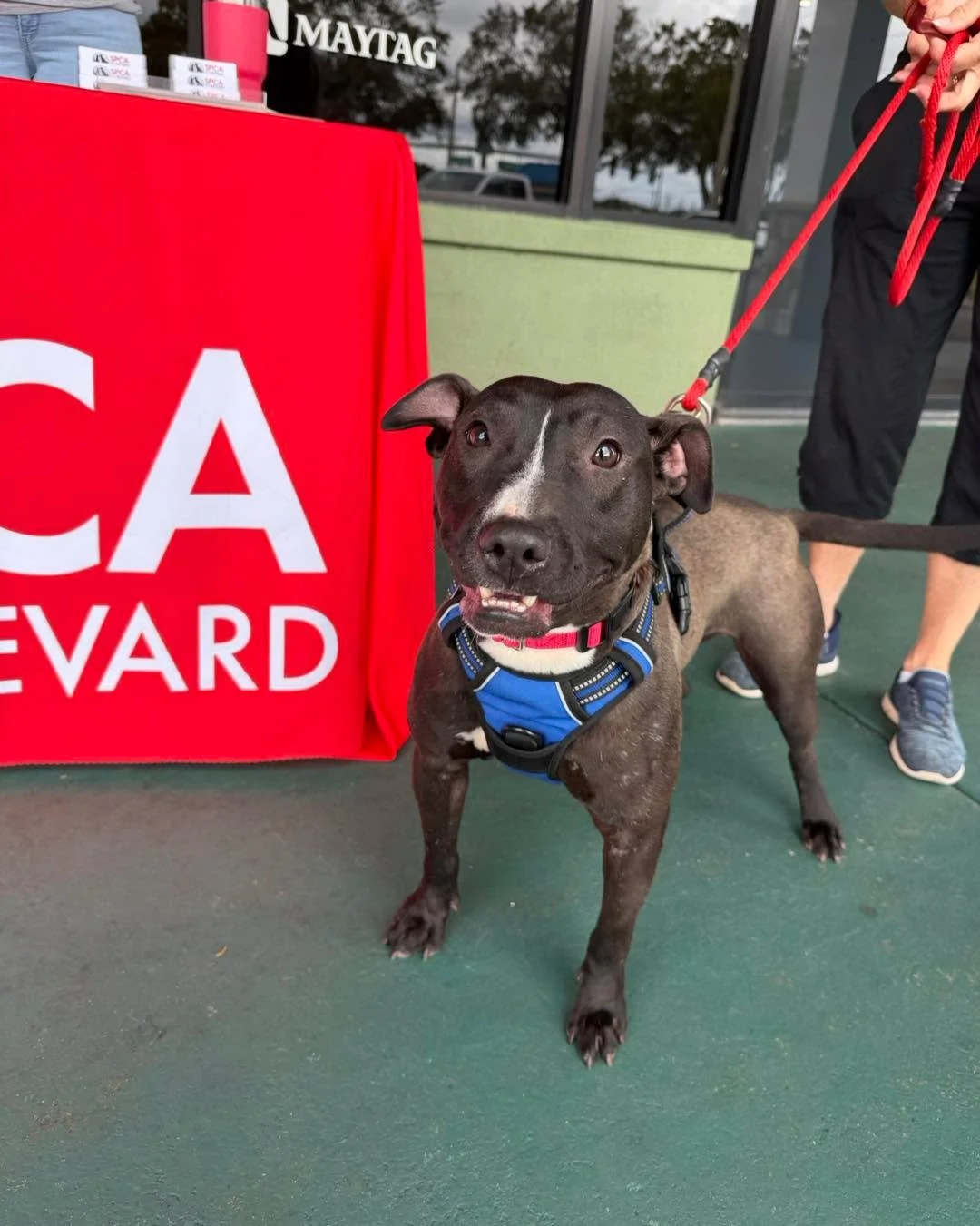 Come meet Poconos and Snickerdoodle (and Santa! 🎅 ) at Buddy's Home Furnishings on Garden Street in Titusville for the Santa Sunday! 

We will be here until 4PM.