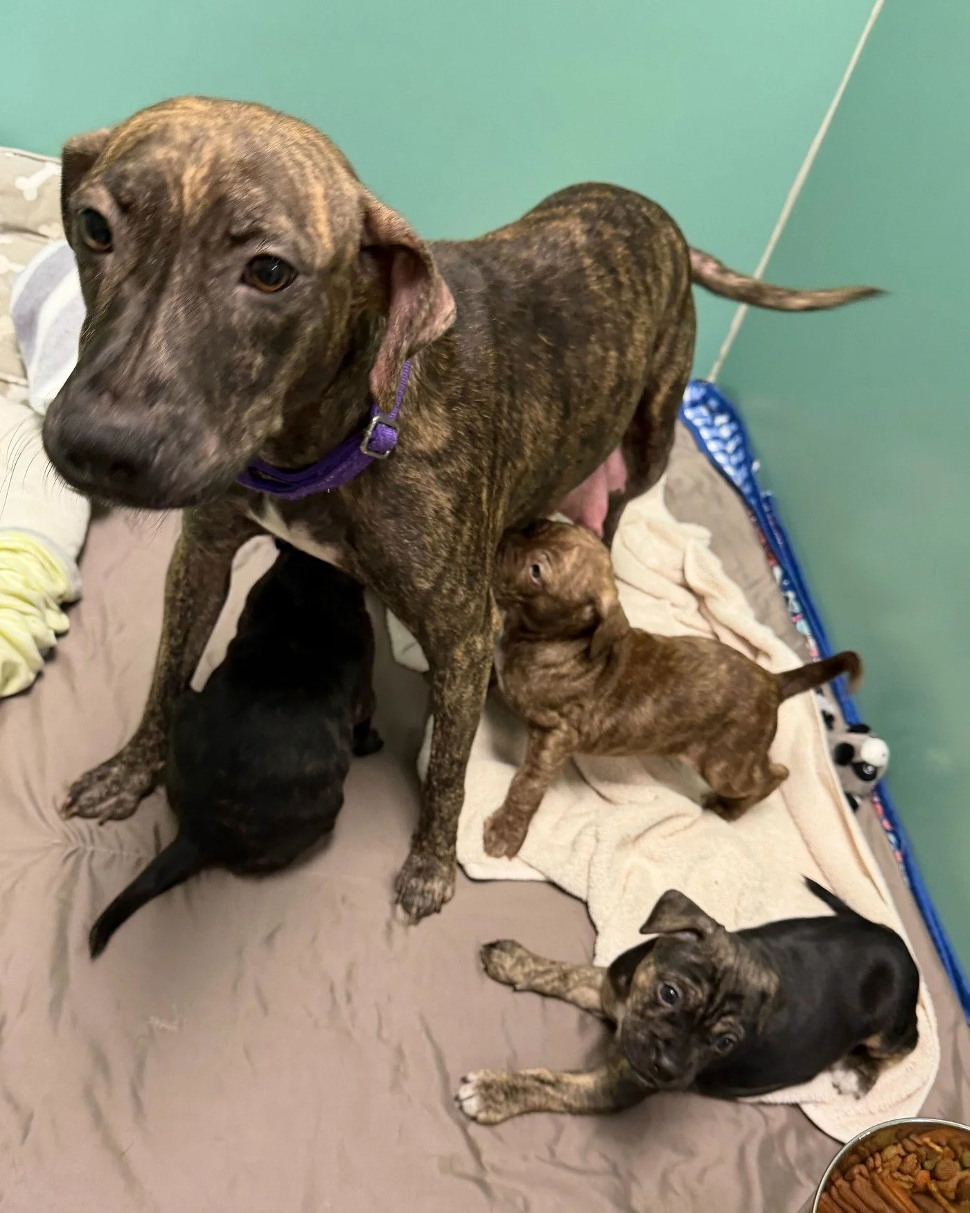 Foster Needed for Brindi and Her 4 Babies 💕🐶

Sweet mama Brindi is looking for a loving place to land with her four babies ASAP!  She needs a foster home where she can comfortably raise her little ones until their surgery date in about 3 weeks.

We