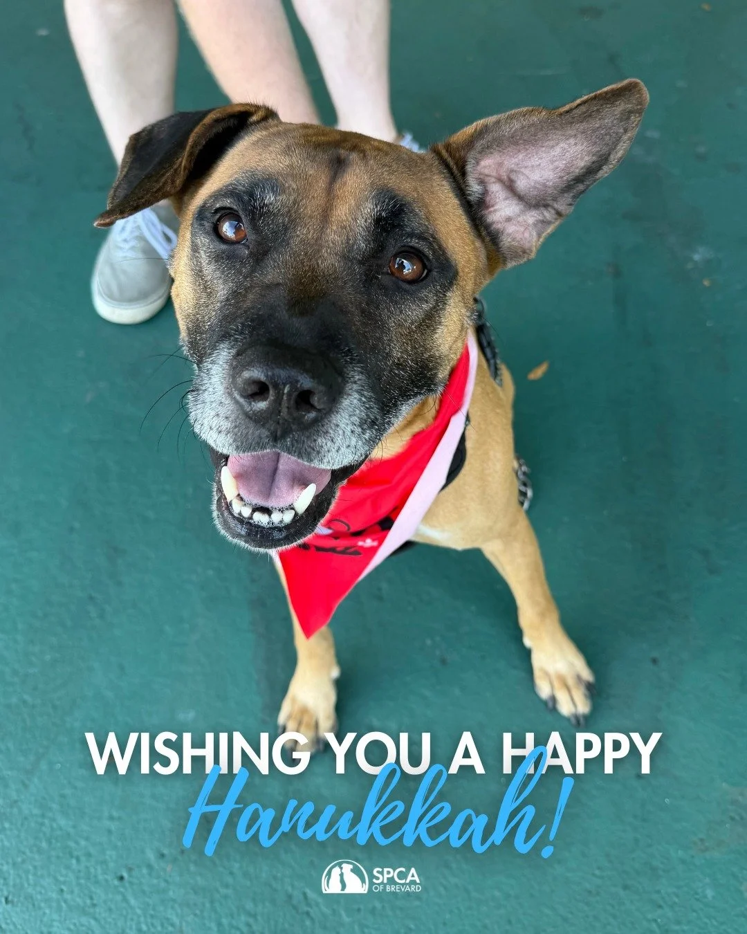 Happy Hanukkah from all of us at the SPCA of Brevard! Thank you for being a bright light for the animals in our care, your support makes miracles happen every day. 🐾 💙