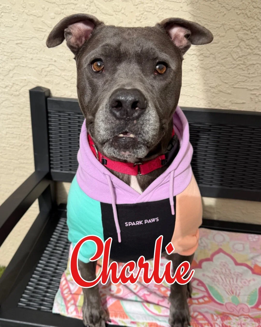 Our Home for the Pawlidays foster program starts this Friday! Kid friendly pups like Charlie, Georgia (older kids), Poconos, and Malcom (older kids) would love nothing more than cozy naps, playtime, and being part of your holiday traditions while the