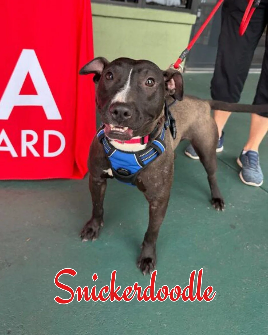 Our Home for the Pawlidays foster program starts this Friday! Got dogs at home? We've got some who'd like to make some dog friends for the pawlidays after they meet at our adoption center. 

🐶 Snickerdoodle &ndash; Great with dogs and kids
🐶 Tessa 