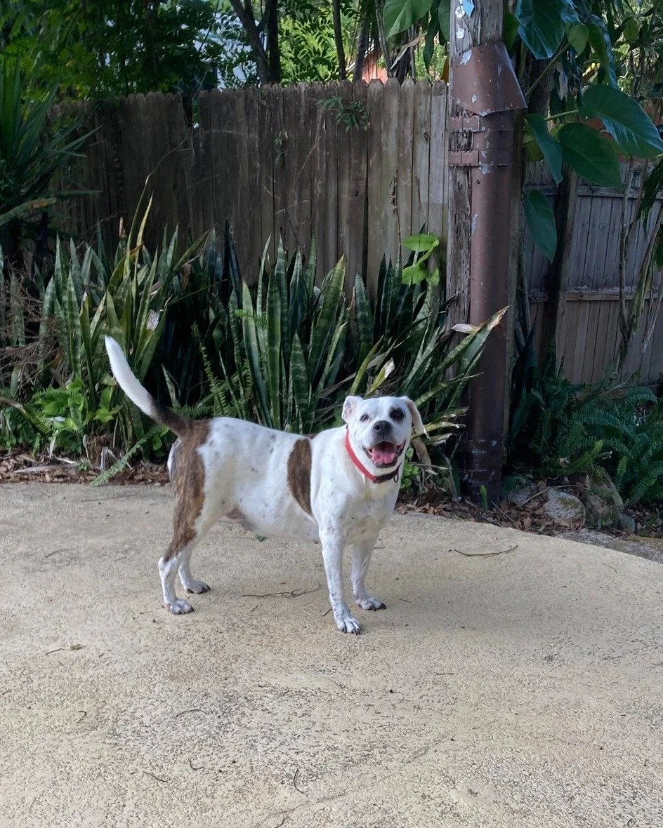 COURTESY POST: This dog is not in the care of the SPCA but is in need of being re-homed due to one of her owners passing and the other going into a nursing home. Please reach out to the caretaker directly for more information.

Meet Kendra! This swee