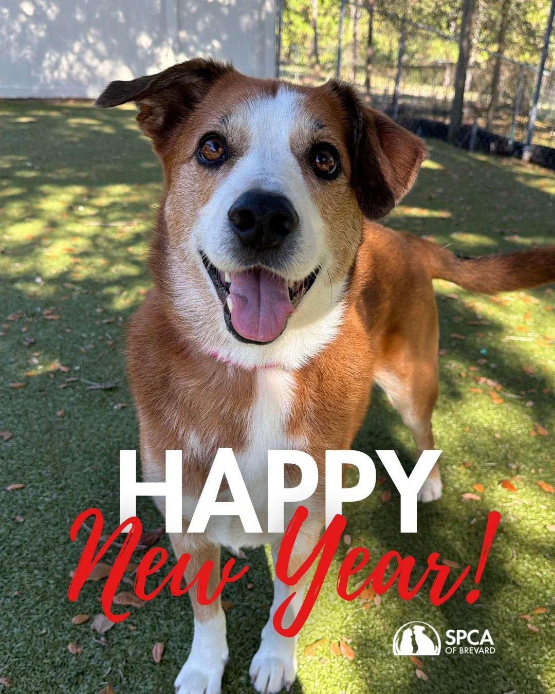 Happy New Year from all of us at the SPCA of Brevard! Thank you for making 2025 a year of hope and second chances for pets in our community. We can&rsquo;t wait to keep saving lives together in 2026! ❤🐾