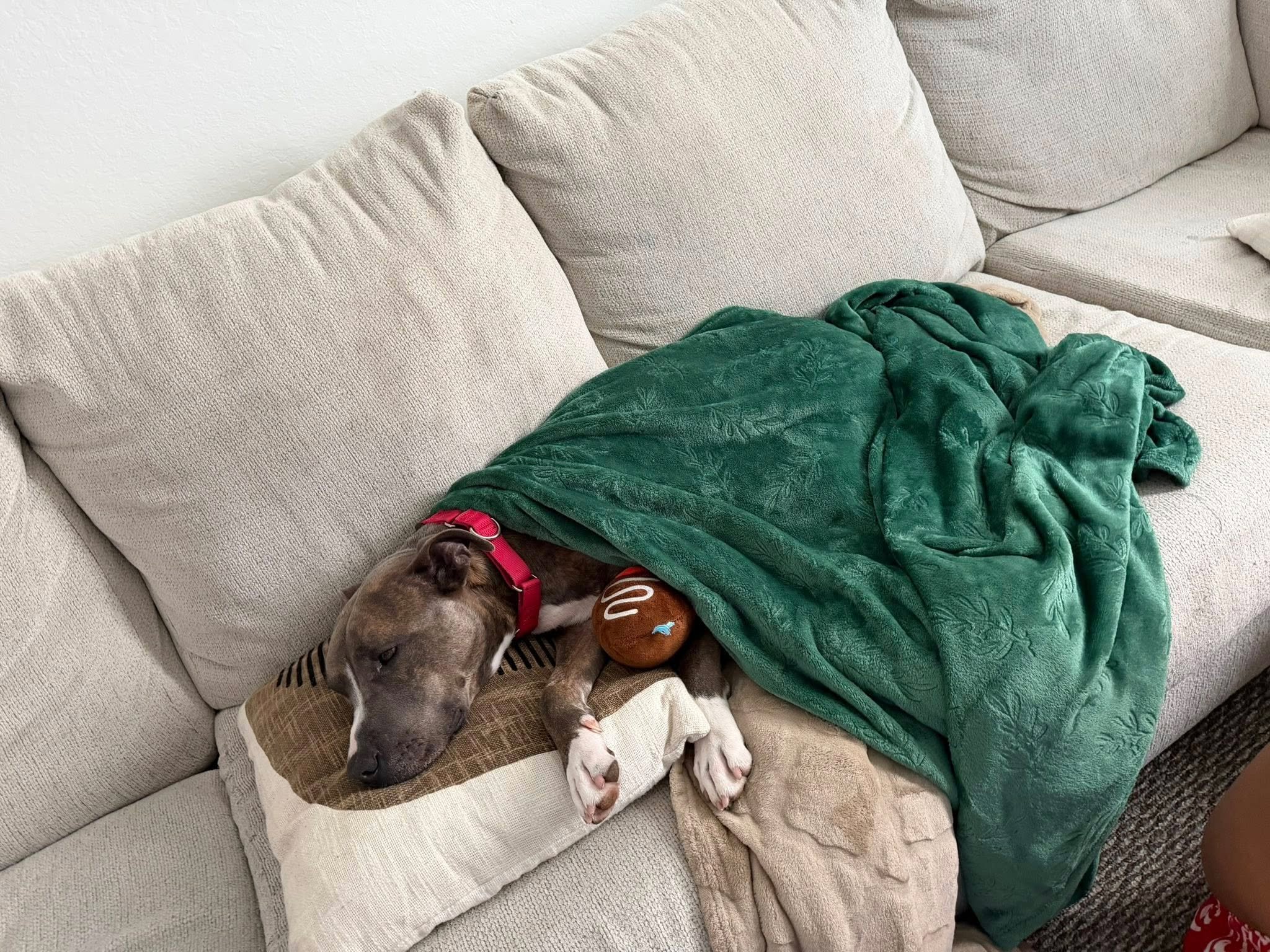 It&rsquo;s National Cuddle Up Day, and Malcom understood the assignment! 😍

Malcom has been a superstar in both our Turkey Testers and Home for the Pawlidays foster programs, and his foster family can&rsquo;t stop raving about him. His foster family