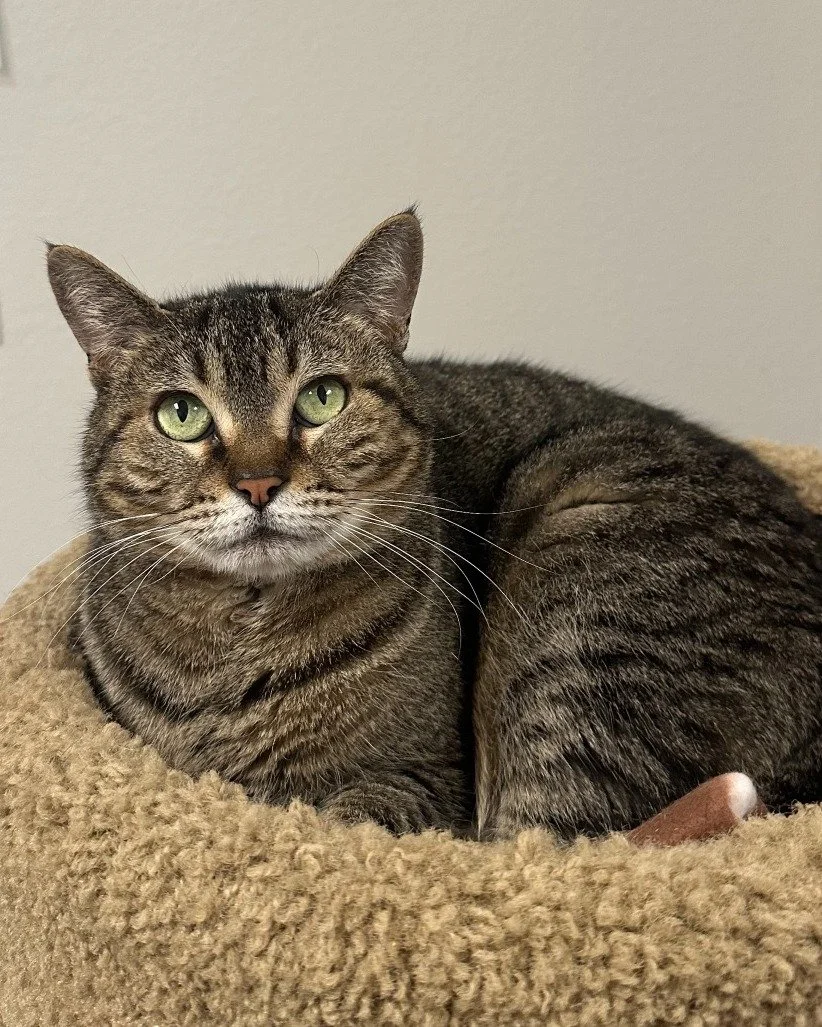 Nala heard it was National Cuddle Up Day and couldn&rsquo;t resist showing off her favorite cozy corners in her room. 🐾💤

This 4-year-old girl is gentle, friendly, and full of soft purrs once she gets to know you. She may be a little shy at first, 