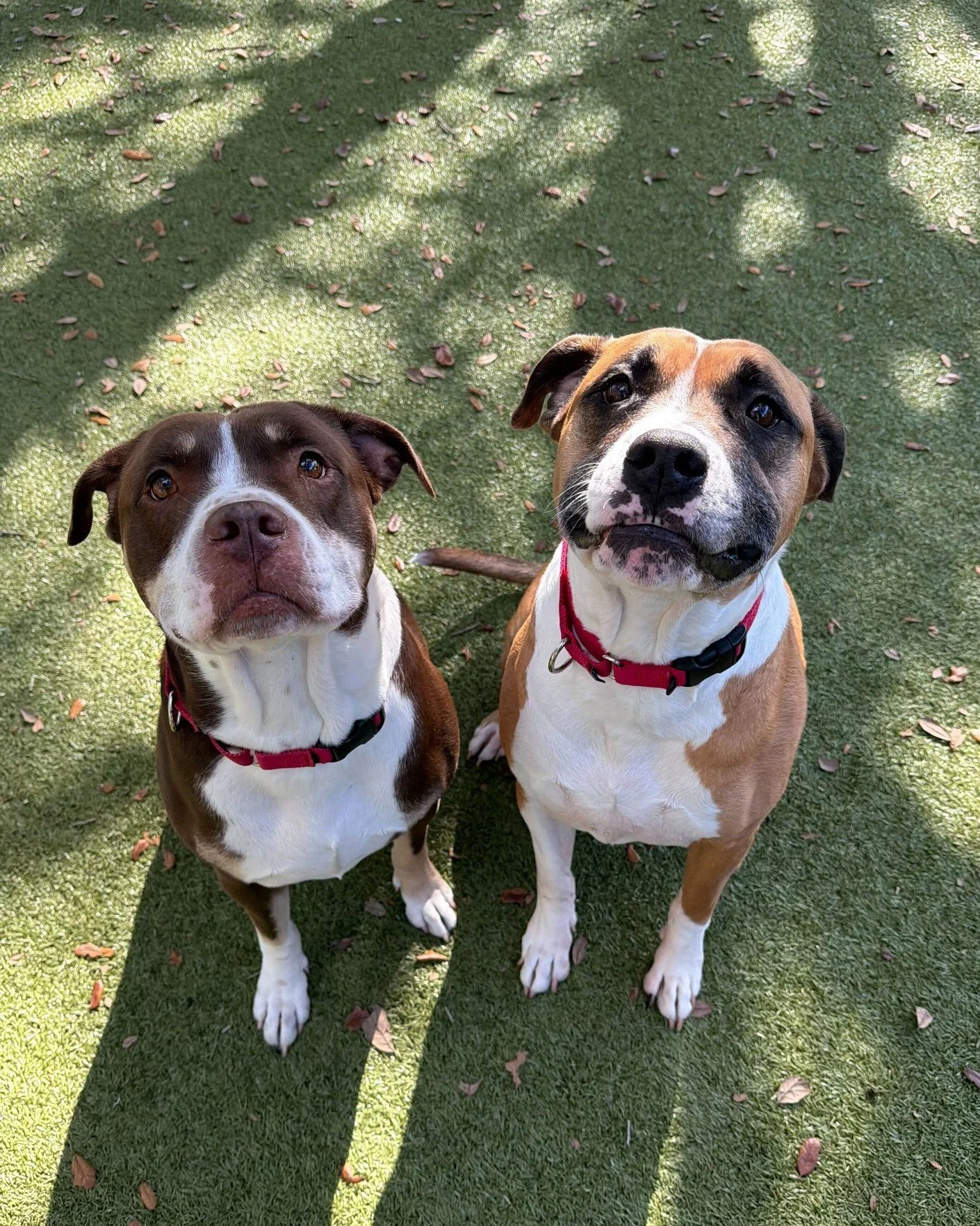 Double the love, double the fun! 🐾

Meet bonded besties Timon (tan &amp; white) and Pumba (brown &amp; white)! These 8-year-old boys are playful, affectionate, and always ready for attention (especially from their people). They&rsquo;re great with o