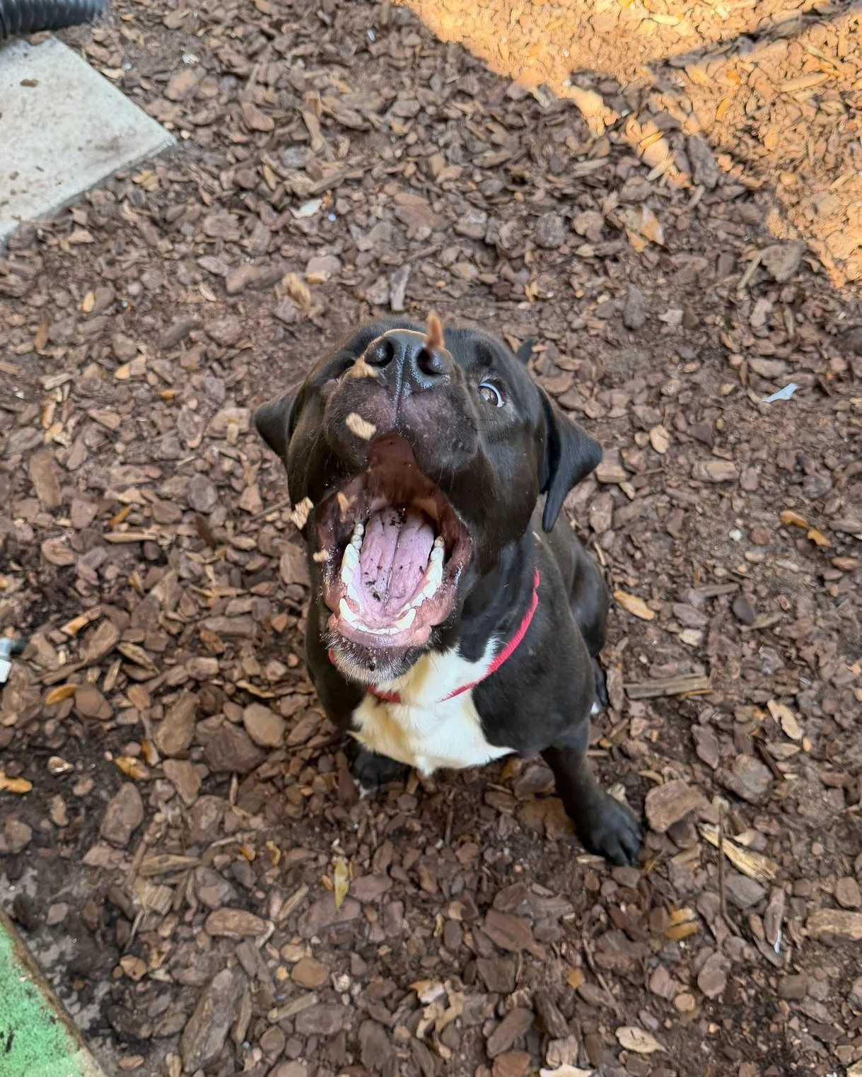 Bonkers is catching food like he hopes to catch an adopter! 😉

And trust us, his name fits his personality perfectly! This 9-month-old guy is full of happy puppy energy, and honestly who can blame him? Bonkers would thrive with an active family who&