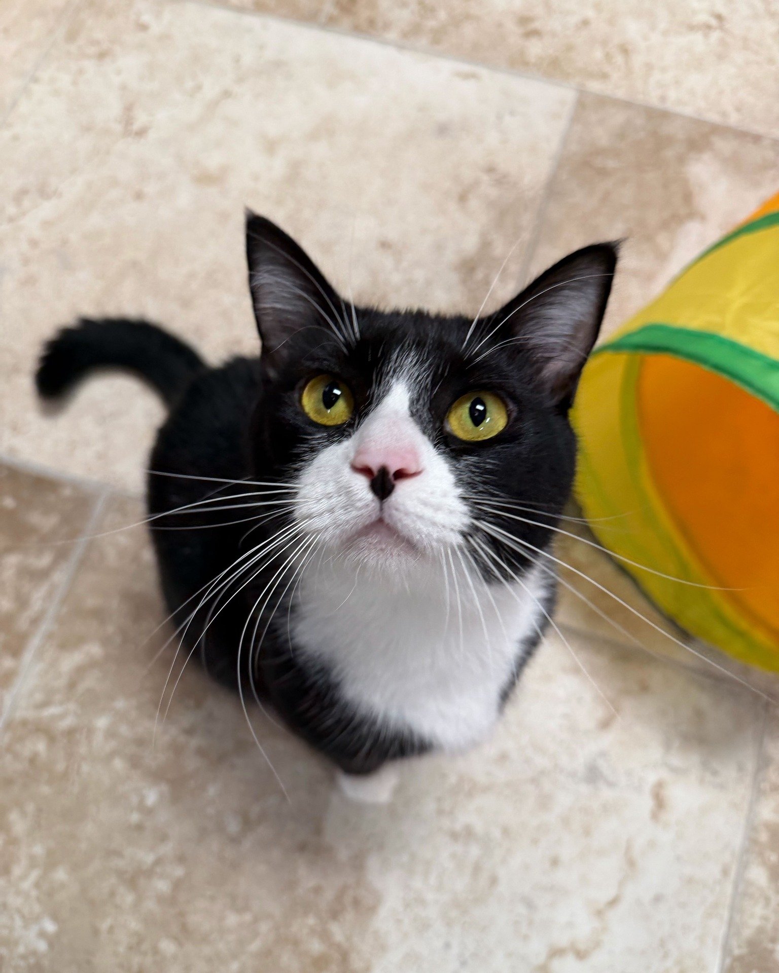 Looking for a sweet girl to complete your home? 

Meet Momma, a 2.5-year-old beauty with a heart just as big as her personality. She&rsquo;s an outgoing, affectionate girl who loves soaking up attention and never misses a chance to make a new friend.