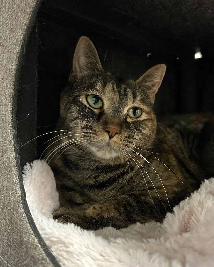 With the colder weather rolling in this week, if you&rsquo;re looking for someone to help you keep your home extra cozy and warm, look no further than Tigris! ❄️😻

Tigris is our 3-year-old longest cat resident who&rsquo;s been patiently waiting for 