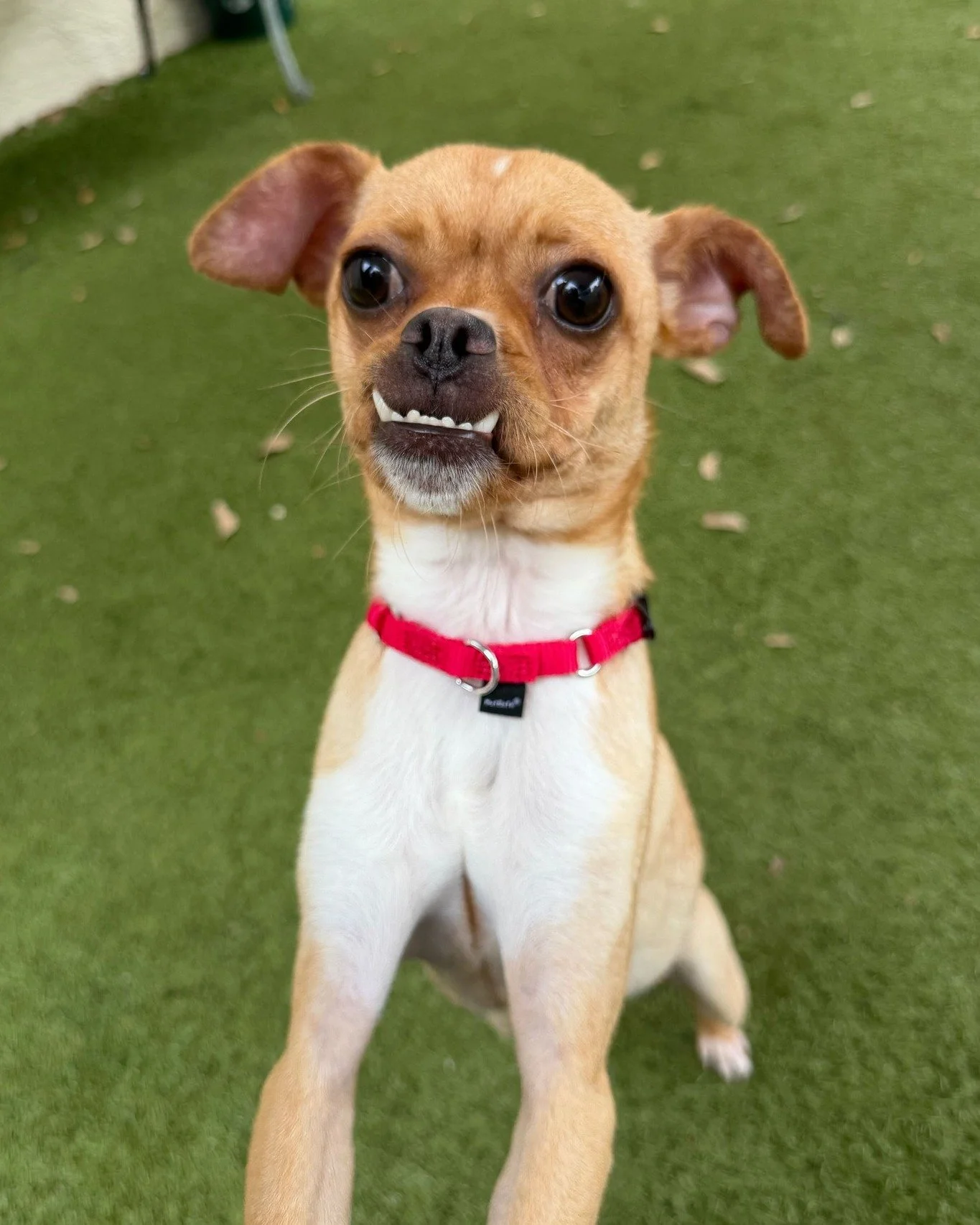 Who&rsquo;s that cutie with a little toofies? It&rsquo;s Gus! 🤭

Gus is a 2-year-old active guy who&rsquo;s always ready for fun. He does great with kids, has done well with other dogs, but hasn't been around cats. Gus would love to be part of an ac