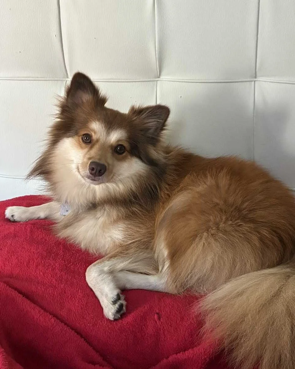 COURTESY POST: This dog is not in the care of the SPCA but is in need of being re-homed due to housing. Please reach out to the caretaker directly for more information.

Meet Ms. Bee! This beautiful girl is 2 years old, spayed, and up to date on vacc