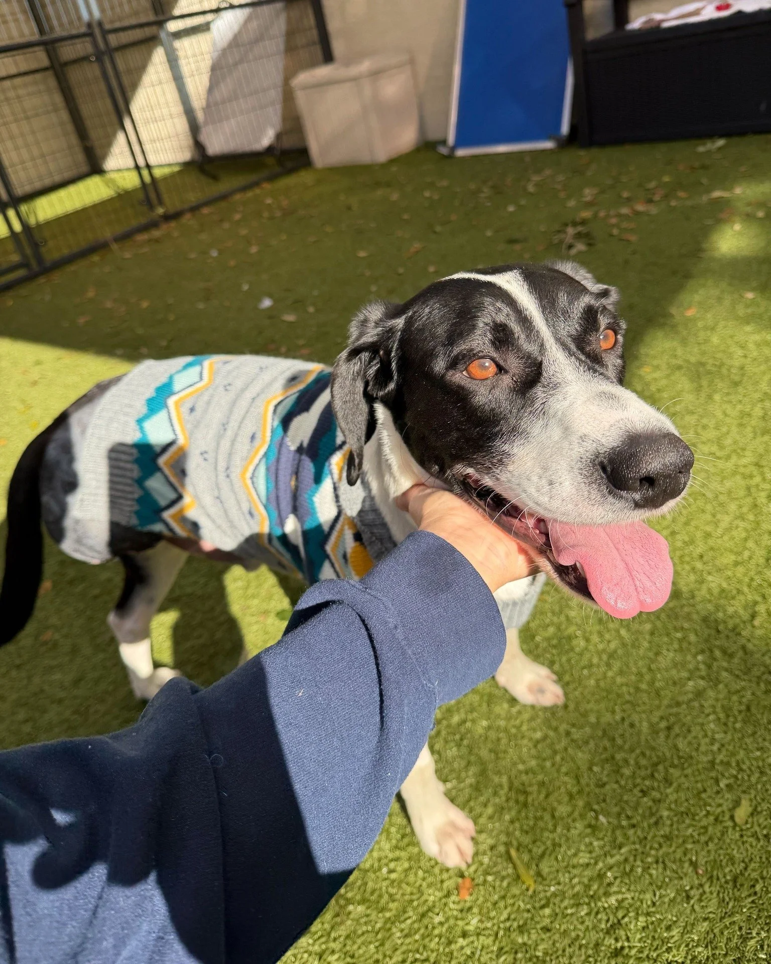 All this cold weather had Frankie bust out his sweaters! 🤭❄️

Frankie is a 2.5-year-old friendly goofball who loves car rides, adventures, and making everyone smile. He does great with dogs who can match his energy or keep things on the calmer side.