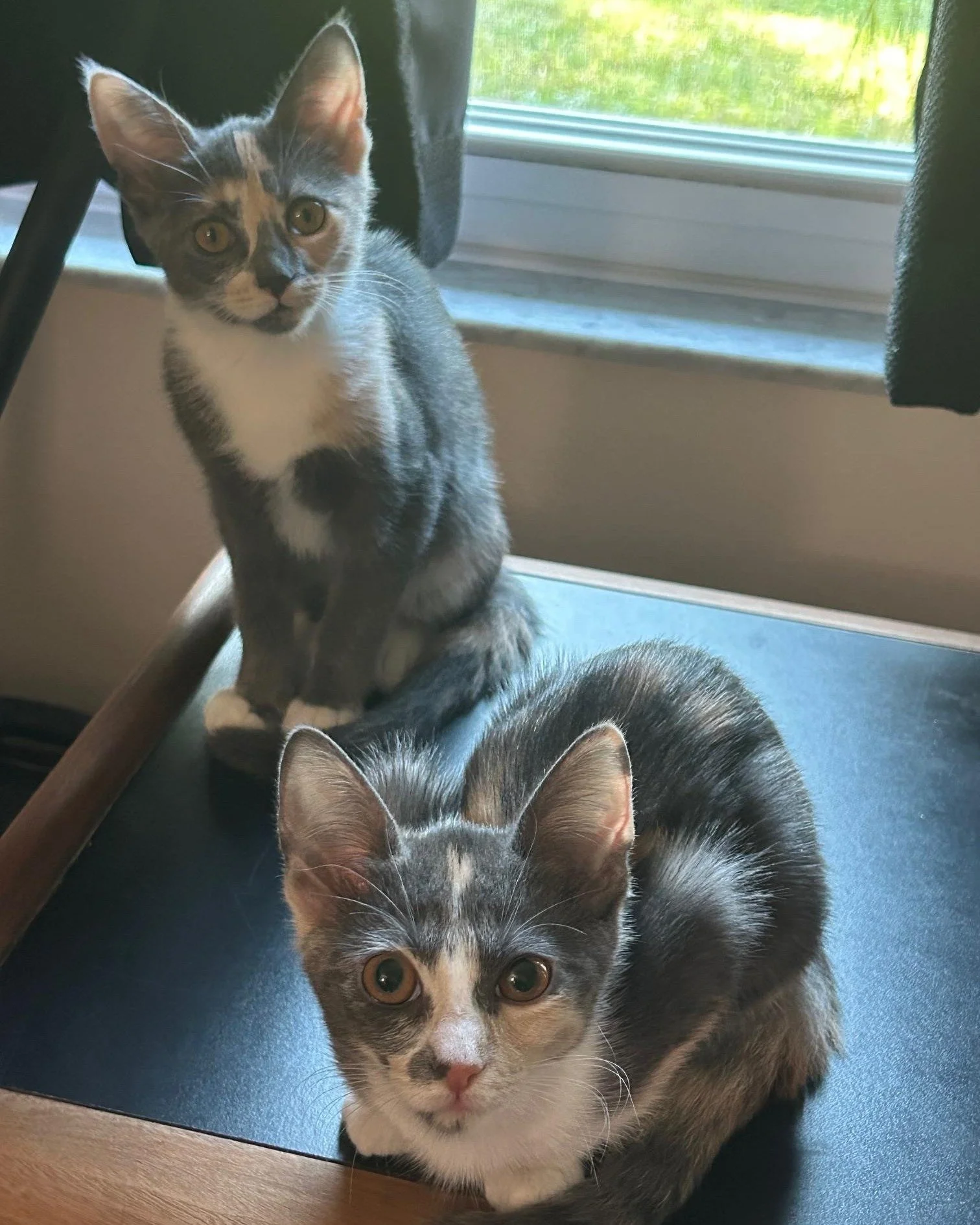 COURTESY POST: These cats are not in the care of the SPCA but is in need of being re-homed due to owner's health. Please reach out to the caretaker directly for more information.

Meet Hazel (gray nose) and Grace (pink nose)! These bonded girls are 6