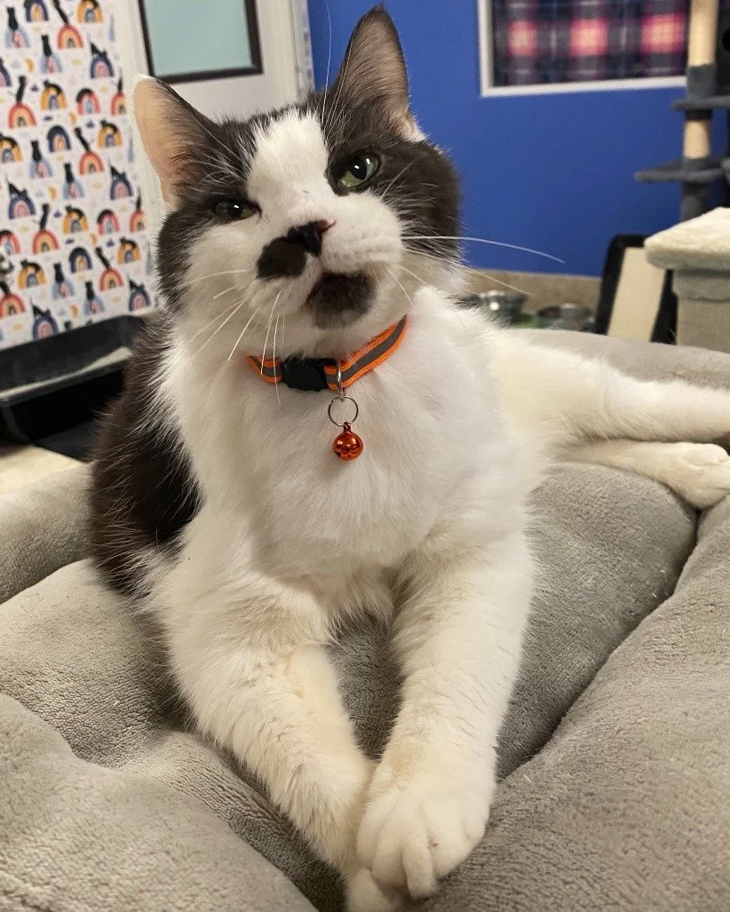 It&rsquo;s National Hugging Day, and Saucy wants to celebrate the only way he knows how&hellip; with LOTS of hugs! 🤗

Saucy was previously adopted but came back to us when it wasn&rsquo;t the right fit. At 10 years old, he&rsquo;s a professional cud