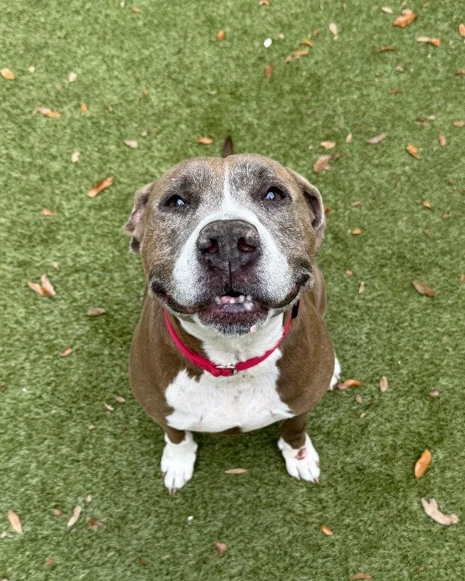 That smile says it all! Phoebe&rsquo;s beautiful grin is just one of the many reasons to fall in love with her. 😍

At 9 years old, she&rsquo;s friendly with everyone she meets and has done great with kids. Phoebe prefers to be the only pet so she ca