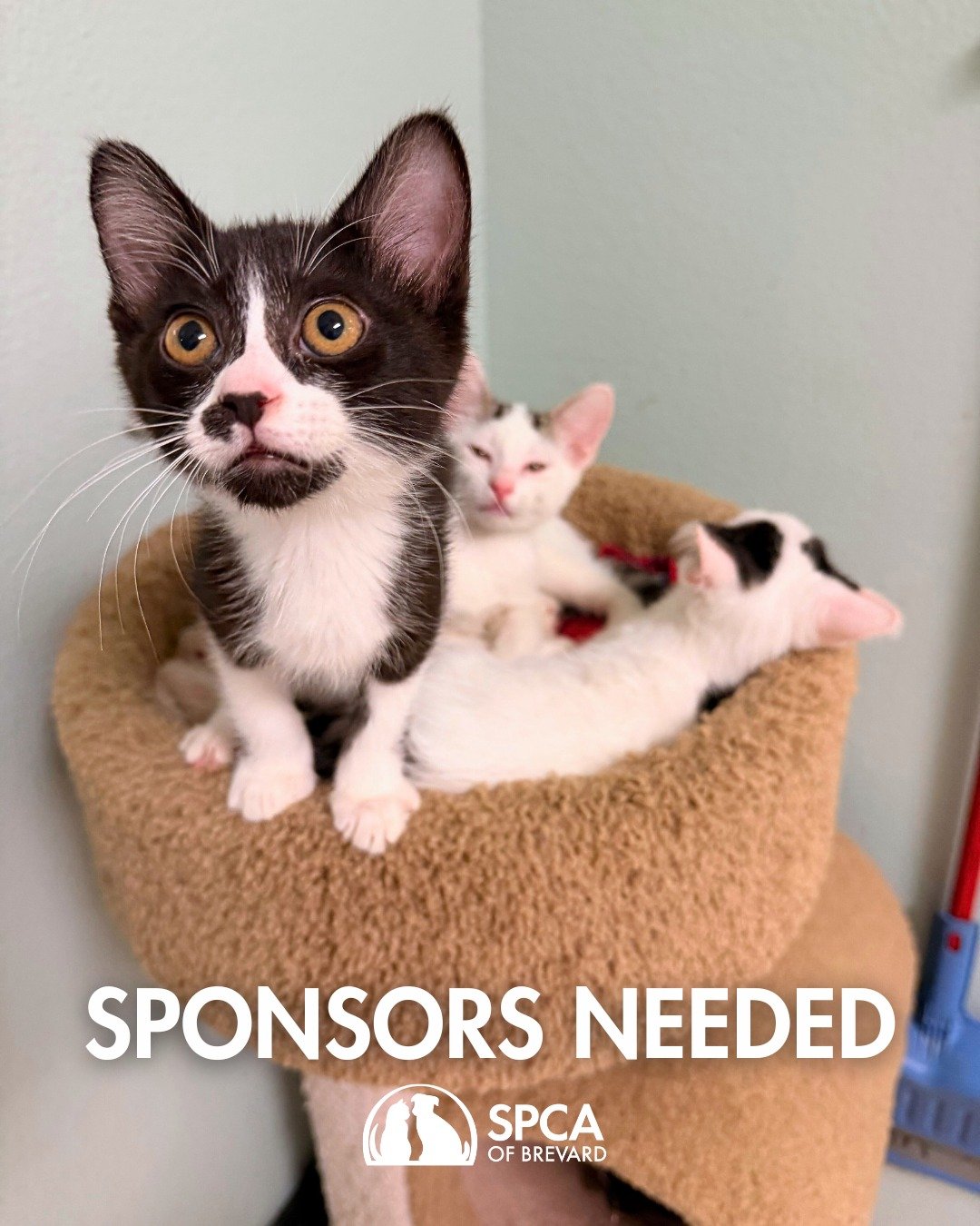 ✨ Sponsors Needed for the Great Catsby Purr-rom ✨

We&rsquo;re inviting local businesses to join the soir&eacute;e and help make this glamorous night one to remember, all in support of animals in our care.

Opportunities start at $250 and include spo