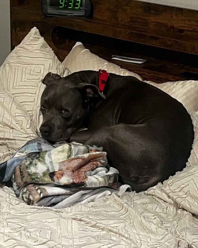 COURTESY POST: This dog is not in the care of the SPCA but is in need of being re-homed due to family changes. Please reach out to the caretaker directly for more information.

Meet Tank! This handsome guy is 2 years old, neutered, and up to date on 