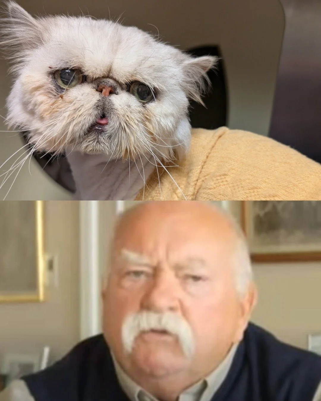 Meet Augustus Snowball! A distinguished gentleman. A silver-whiskered icon. A cat who definitely reminds us of someone&hellip;

So we have to ask: who do YOU think Augustus Snowball best resembles? 🤔

Augustus came to us from Brevard County Animal S