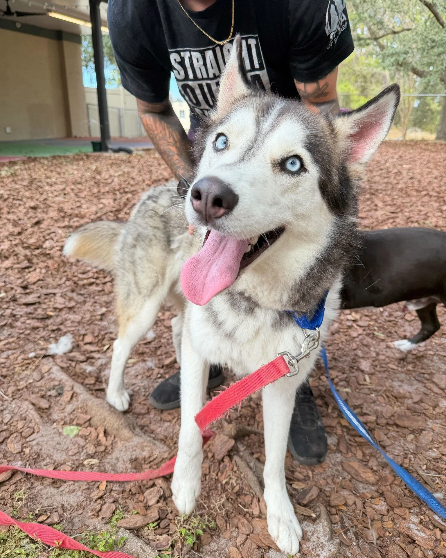 Yoshi is thrilled about the cold weather this week! ❄

Cooler weather means extra zoomies, cozy naps, and hopefully a family to snuggle up with and help keep warm. At 3.5 years old, Yoshi is the perfect mix of playful and cuddly as he's always ready 
