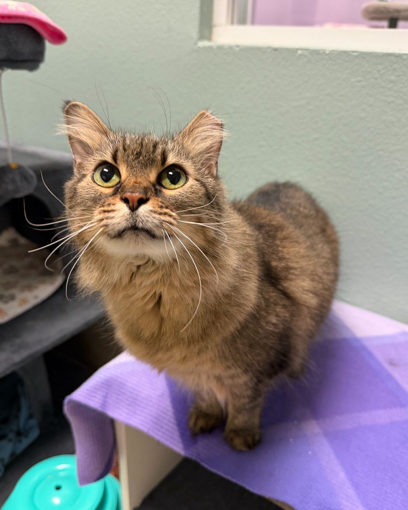 ✨ Senior Spotlight ✨

At 11 years young, Bubbles is the definition of sweet, gentle, and charming. She may be a little shy at first, but don&rsquo;t let that fool you. When you offer her a treat, she&rsquo;ll be your new best friend in no time. Bubbl