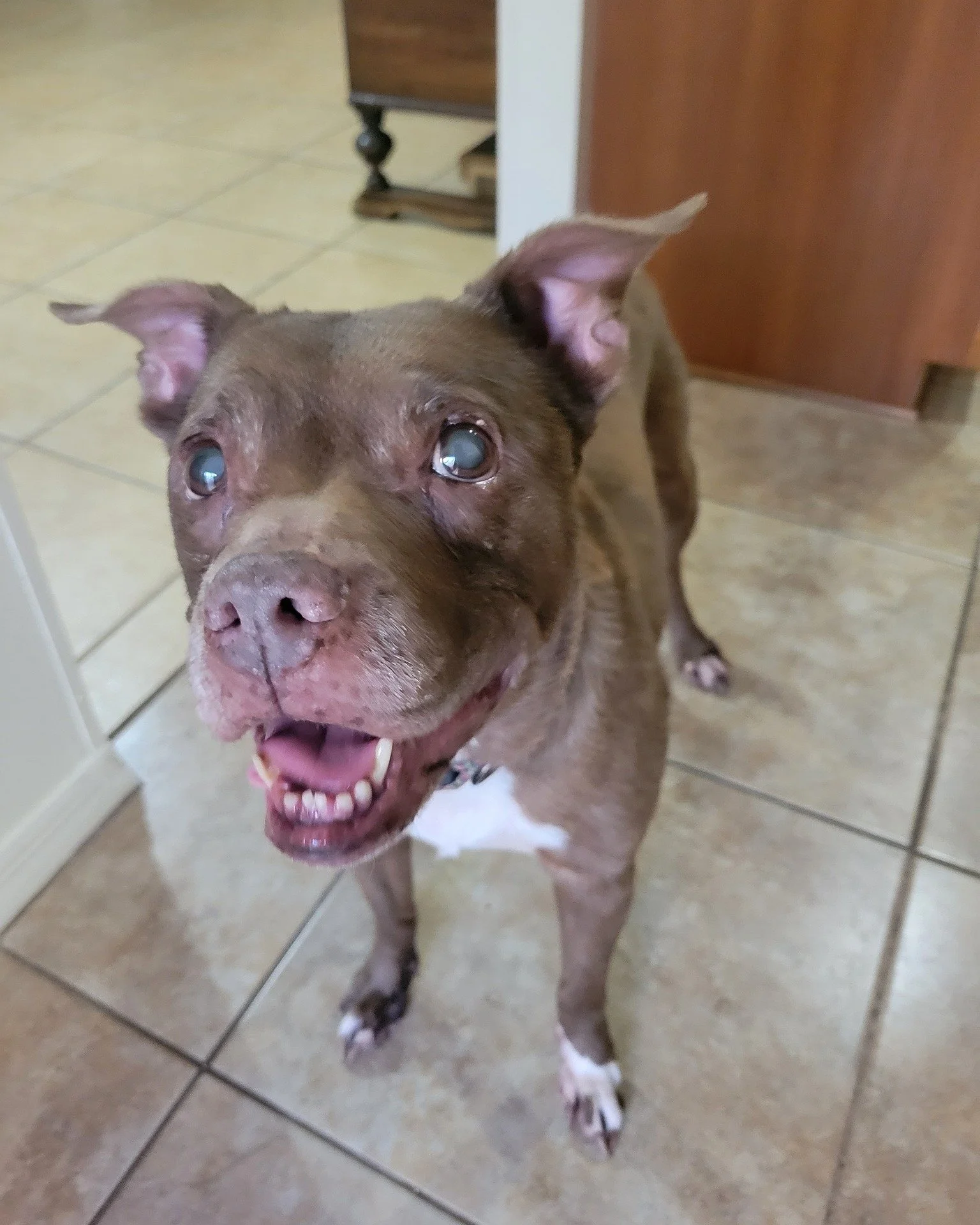 COURTESY POST: This dog is not in the care of the SPCA but is in need of being re-homed due to one of her owners passing and the other going into assisted living. Please reach out to the caretaker directly for more information.

Meet Fey! This sweet 