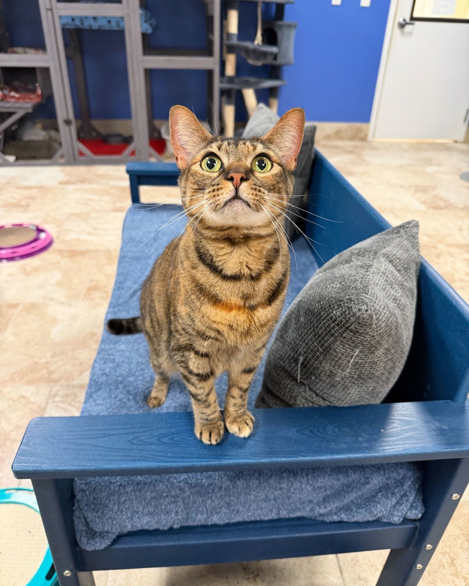 Consider this Savannah's audition tape to be adopted by showing you just how good she'd look on your couch! 😻

Savannah is 6 years old and the definition of a social butterfly. She is always first to greet visitors in our main cat room and ready to 