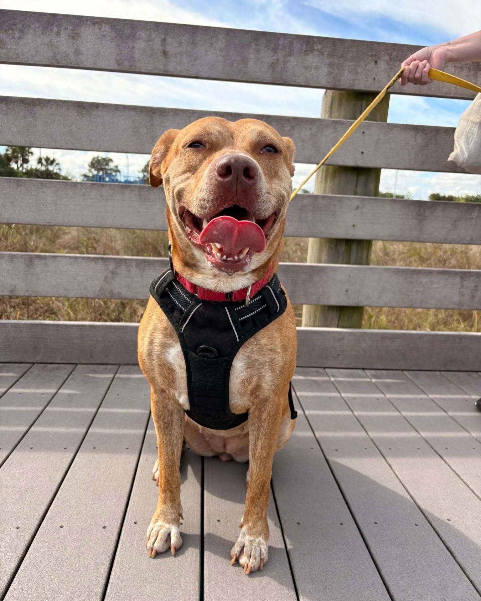 Esme recently went out on a Borrowed Buddy outing with Olivia and here&rsquo;s what she had to say:

"Esme is here, and she&rsquo;s ready to be your best friend! We took Esme out for a day, and she had a blast on the trail we took her on. She&rs