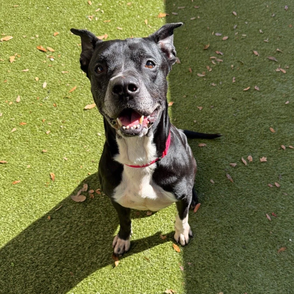 Rascal called... he says your Wednesday needs more fetch, more walks, and more dog hair 🐶🤭

At 7.5 years young, Rascal is proof that age is just a number when you&rsquo;ve got a goofy personality and plenty of energy. He loves fetch, walks, and sho